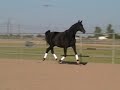 Kalua - 2002 OSB Trakehner mare by Heling, out of Kalliste by Amadeus