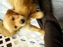 puppies!!!!!!!!!! puppies!!!!!!!!!!