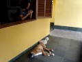 Vinci Cantando! e esse dia ele nem tinha bebido..