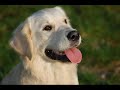 Golden retriever