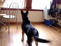 My German shepherd Milenko My German shepherd Milenko