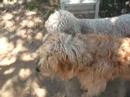 labradoodle pups