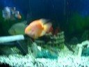 I have about a 12 inch tiger shovelnose which I am thinking about selling because of the maintanance...I would then like to add a paroon shark,shark cat, a flagtail prochilodus, an african tiger fish 