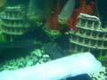 Aggressive 92 gallon freshwater aquarium