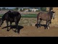 Yeguada Elorza caballos PRE