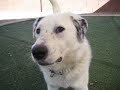 Frisket (adopted 4/12/08) - AAWL & SPCA Frisket (adopted 4/12/08) - AAWL & SPCA