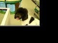 Pet Shop