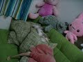 rabbit on the sofa rabbit on the sofa