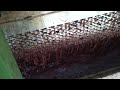 Vendimia: recogida y procesado de la uva en bodega