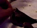 babies bourkes exploring