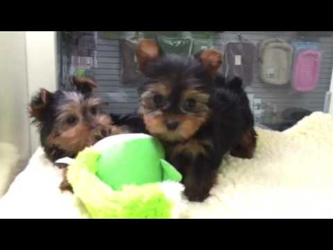Yorkie Puppies for sale