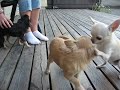Kikko, Lucy og Mico