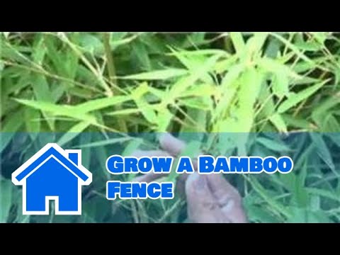 how to fertilize clumping bamboo