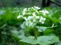 Wasabi flower in wind