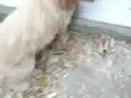 RICHI dog( ТОПЧО)