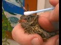 vivre avec les oiseaux  5 