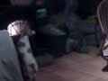 spot the clever dog