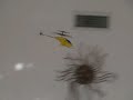 air-hogs-helix-micro-helicopter-indoor-flight.html