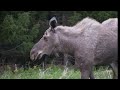 Moose Galore on the Northern Peninsula on Newfoundland