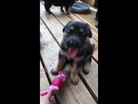 Pink Female German Shepherd Puppy