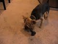 Yorkie Workout (Weight Lifting) Yorkie Workout (Weight Lifting)