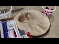 Cats Stealing Dog Beds