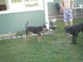 Click here to watch this video DSCN1356.AVI