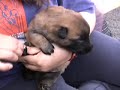 Creating Super Puppies- Early Neurological Stimulation