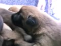 Creating Super Puppies- Early Neurological Stimulation