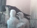 Feeding time from peregrine dad, Day 9