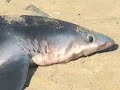 CapeCast: Big, dead blue shark! CapeCast: Big, dead blue shark!