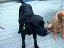 KATE AND SCAMP HANGING OUT!