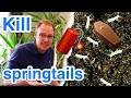 The Best 17 How To Get Rid Of Springtails In Soil Naturally