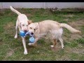 Guide-dog-puppy-Oz
