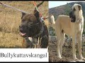 Bully  Kutta Vs Kangal