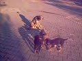 köpek kardeşler