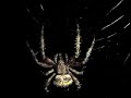 Big spider on the back porch. Big spider on the back porch.