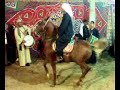 Click here to watch this video عون والمعلم معروف سرحان فى سلمون