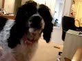 Pandy First Video