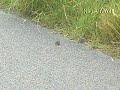 CUTEST BABY VOLE (FIELD MOUSE) TWINS 1.5 Inches 4 cm Gorgeous Tiny Soft light mini small furry little eye ear gray tail sibling gerbil rabbit hare snake prey bird sheep goat hen cock hawk eagle mink danger wtf lol sand public bicycle lane gravel grass
