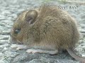 CUTEST BABY VOLE (FIELD MOUSE) TWINS 1.5 Inches 4 cm Gorgeous Tiny Soft light mini small furry little eye ear gray tail sibling gerbil rabbit hare snake prey bird sheep goat hen cock hawk eagle mink danger wtf lol sand public bicycle lane gravel grass