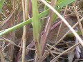 CUTEST BABY VOLE (FIELD MOUSE) TWINS 1.5 Inches 4 cm Gorgeous Tiny Soft light mini small furry little eye ear gray tail sibling gerbil rabbit hare snake prey bird sheep goat hen cock hawk eagle mink danger wtf lol sand public bicycle lane gravel grass