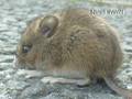 CUTEST BABY VOLE (FIELD MOUSE) TWINS 1.5 Inches 4 cm Gorgeous Tiny Soft light mini small furry little eye ear gray tail sibling gerbil rabbit hare snake prey bird sheep goat hen cock hawk eagle mink danger wtf lol sand public bicycle lane gravel grass