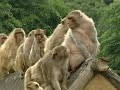 Dieting's No Monkey Business for Obese Japanese Primates