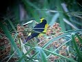 Black and white Monjita/ Saffron-cowled Blackbird
