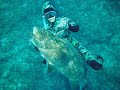 Anoxic Armory captures IUSA World Record 41.3 KG Grouper Anoxic Armory captures IUSA World Record 41.3 KG Grouper