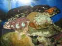 corals corals