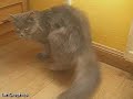 Gatos. \"Lara\", mi gata Persa.
