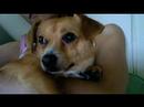 Beans the critic: Higher by Heidi Montag