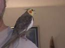 Fergus, my first bird